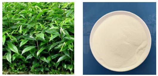 穿心莲内酯羟丙基倍他环糊精包合比例
